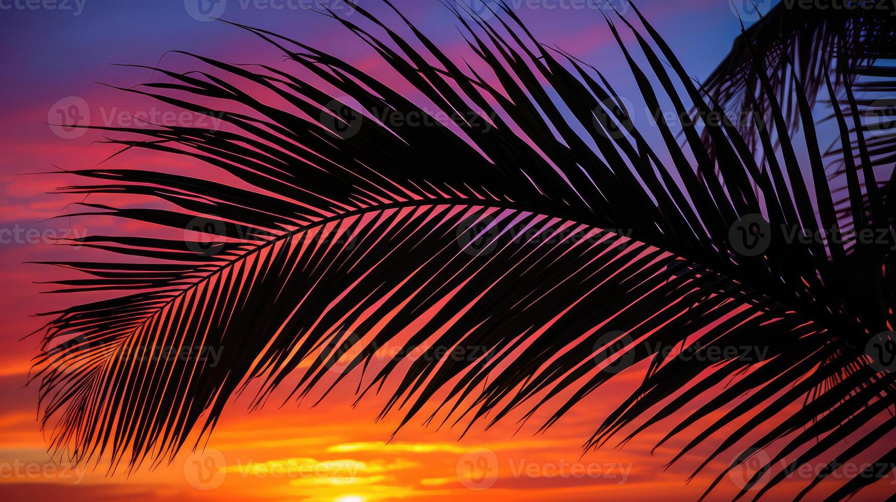 colors palm leaf silhouette photo