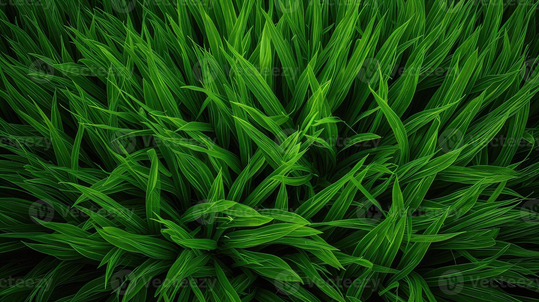 harmony pattern green photo