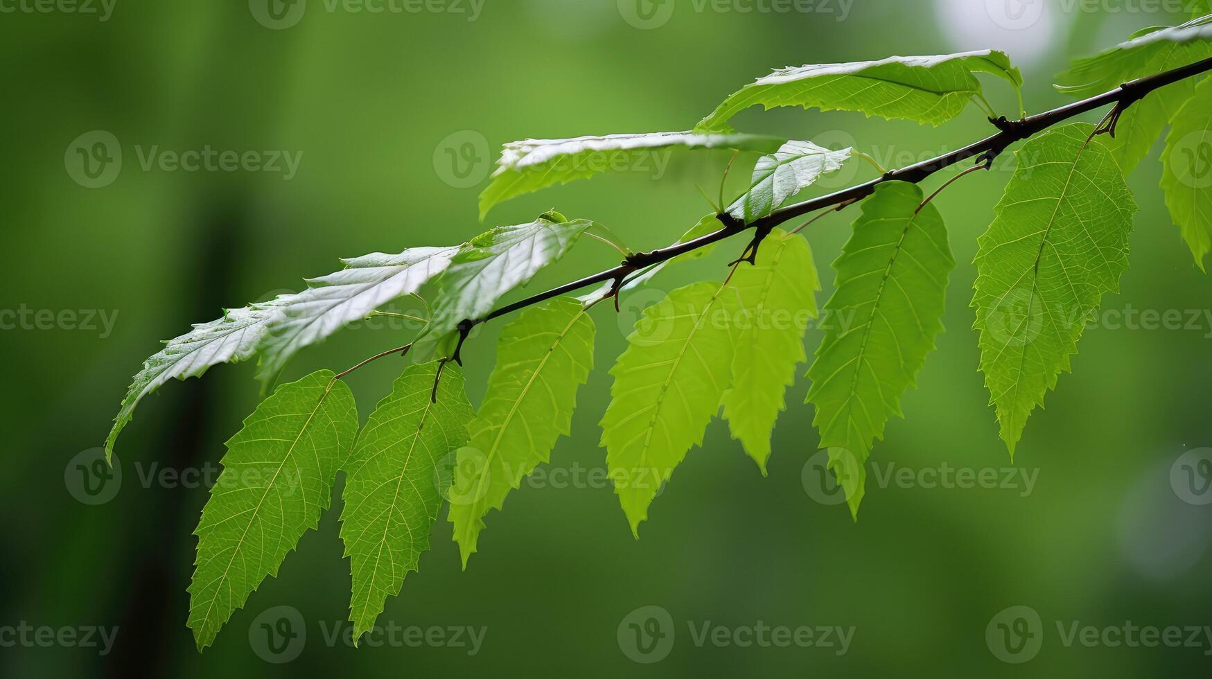 bloom ash tree leaf photo