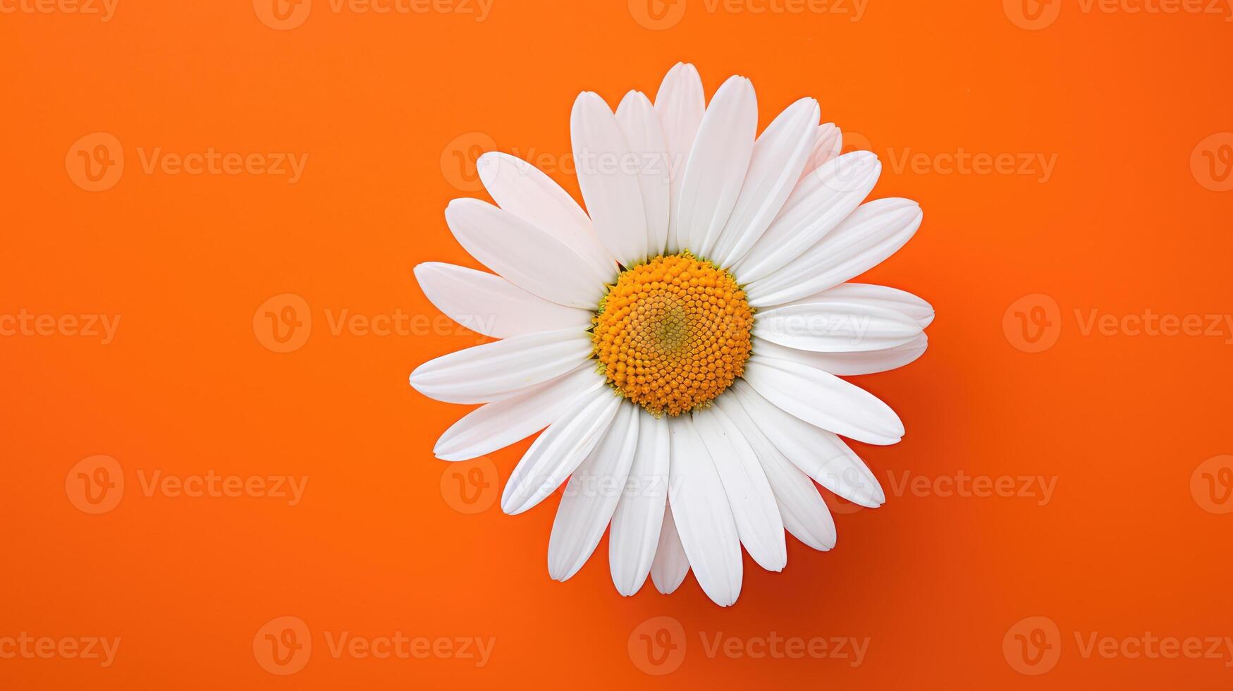 flower orange solid background photo