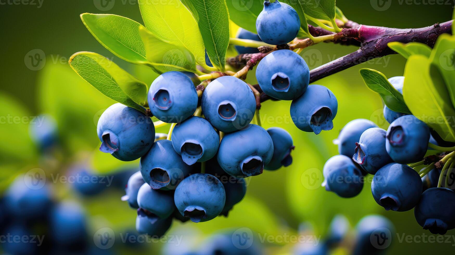 bloom blueberry tree photo
