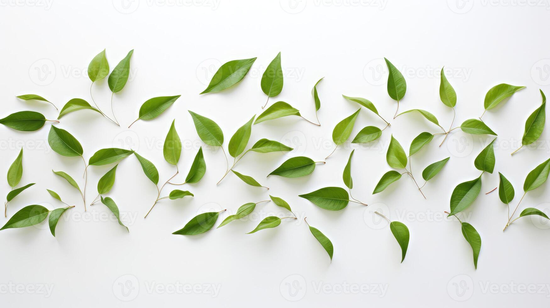 serene green leaves on white photo