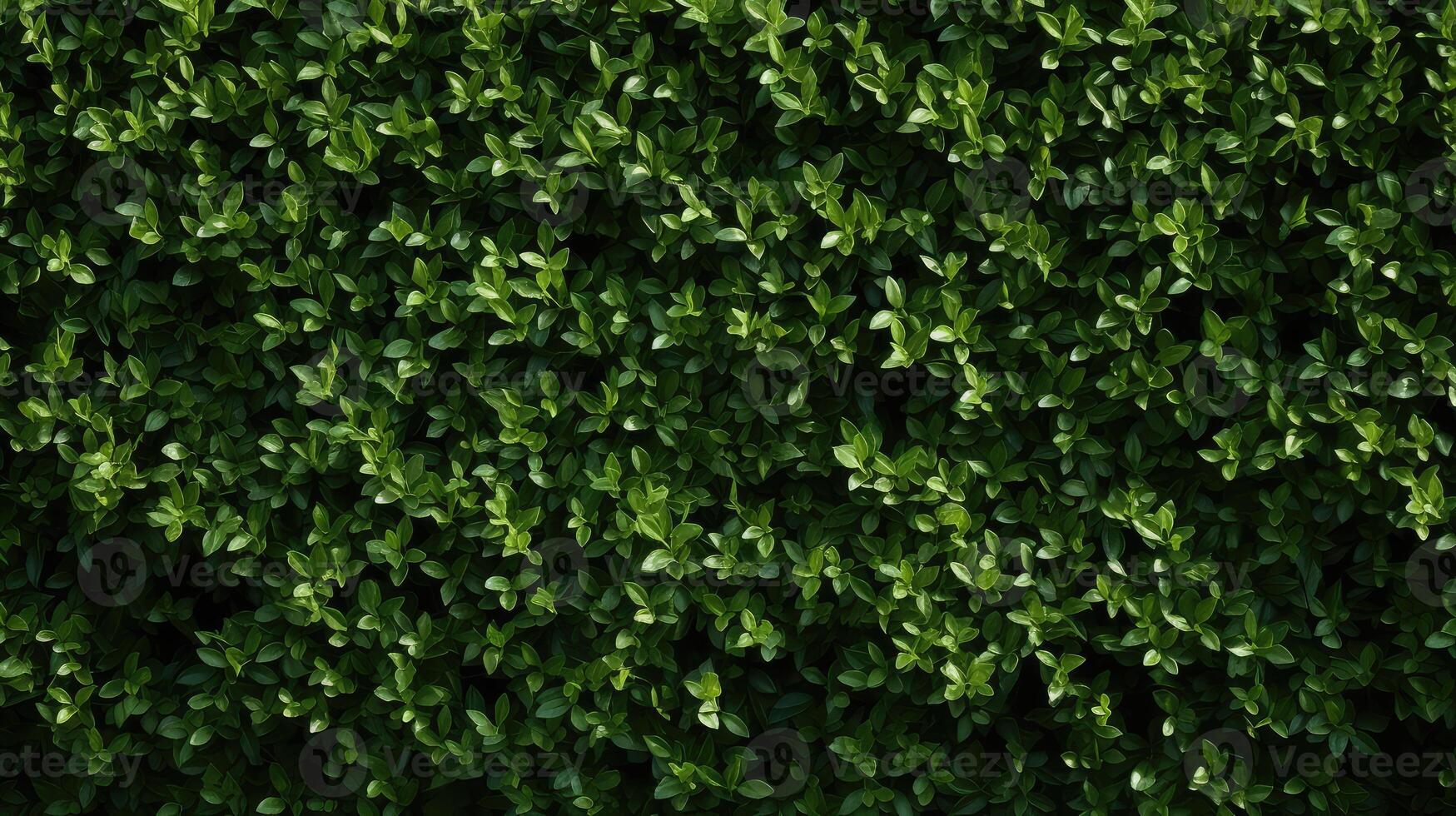 uniform hedge texture photo