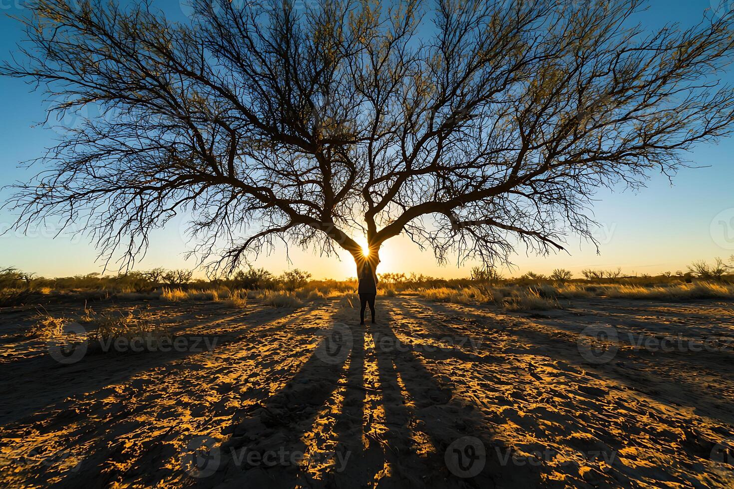 A tree in the middle of a field with the sun behind it photo