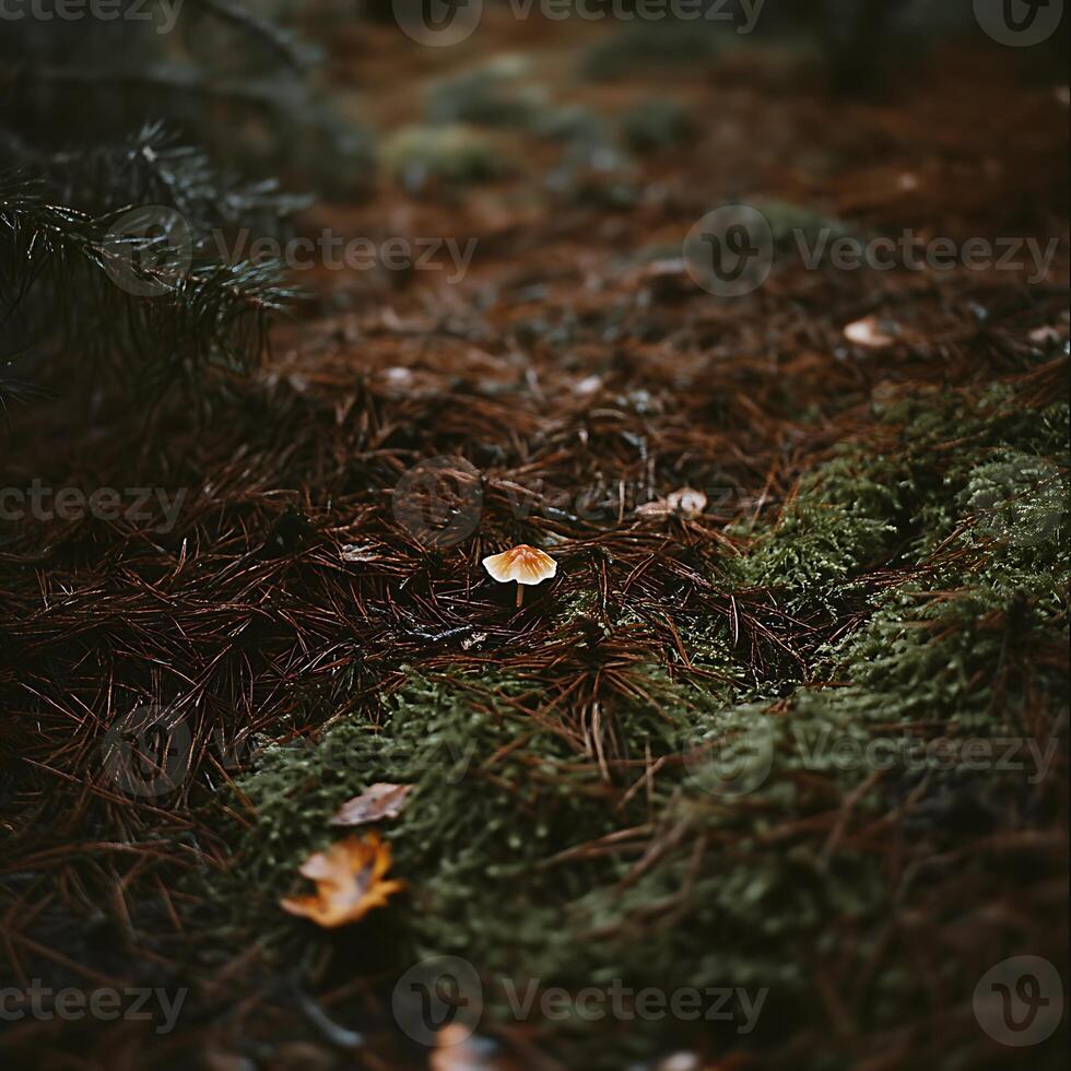 A small mushroom sitting on the ground in the forest photo