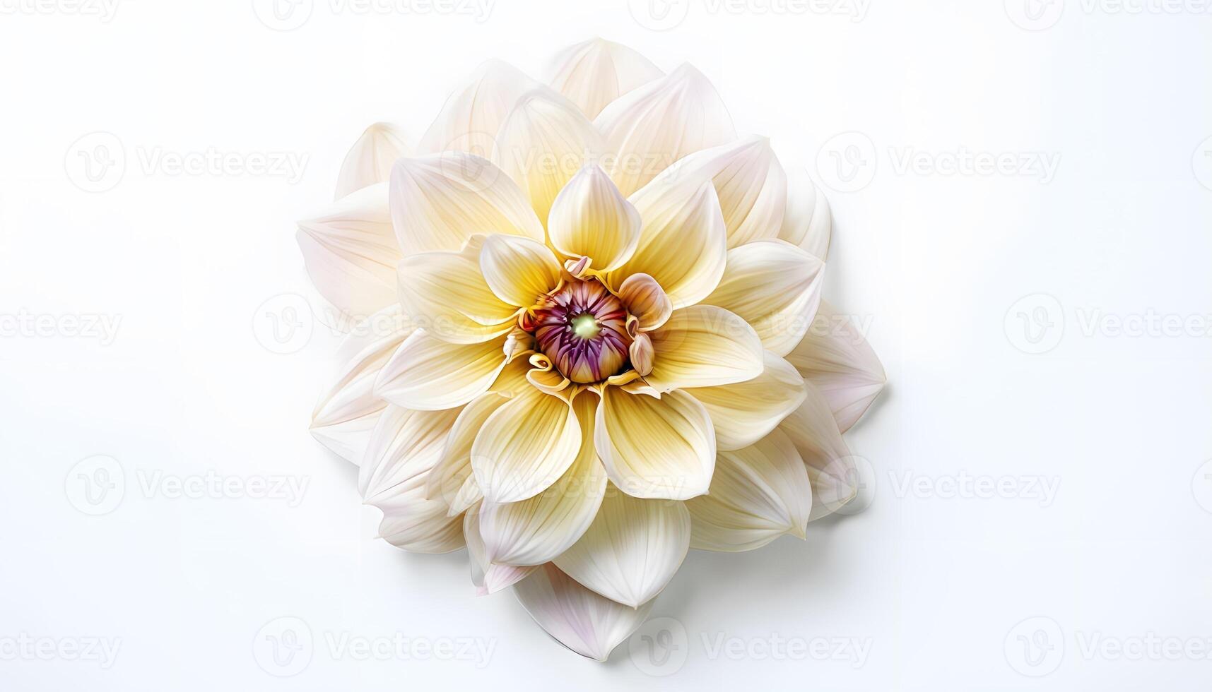 A white and pink dahlia flower on a white background photo