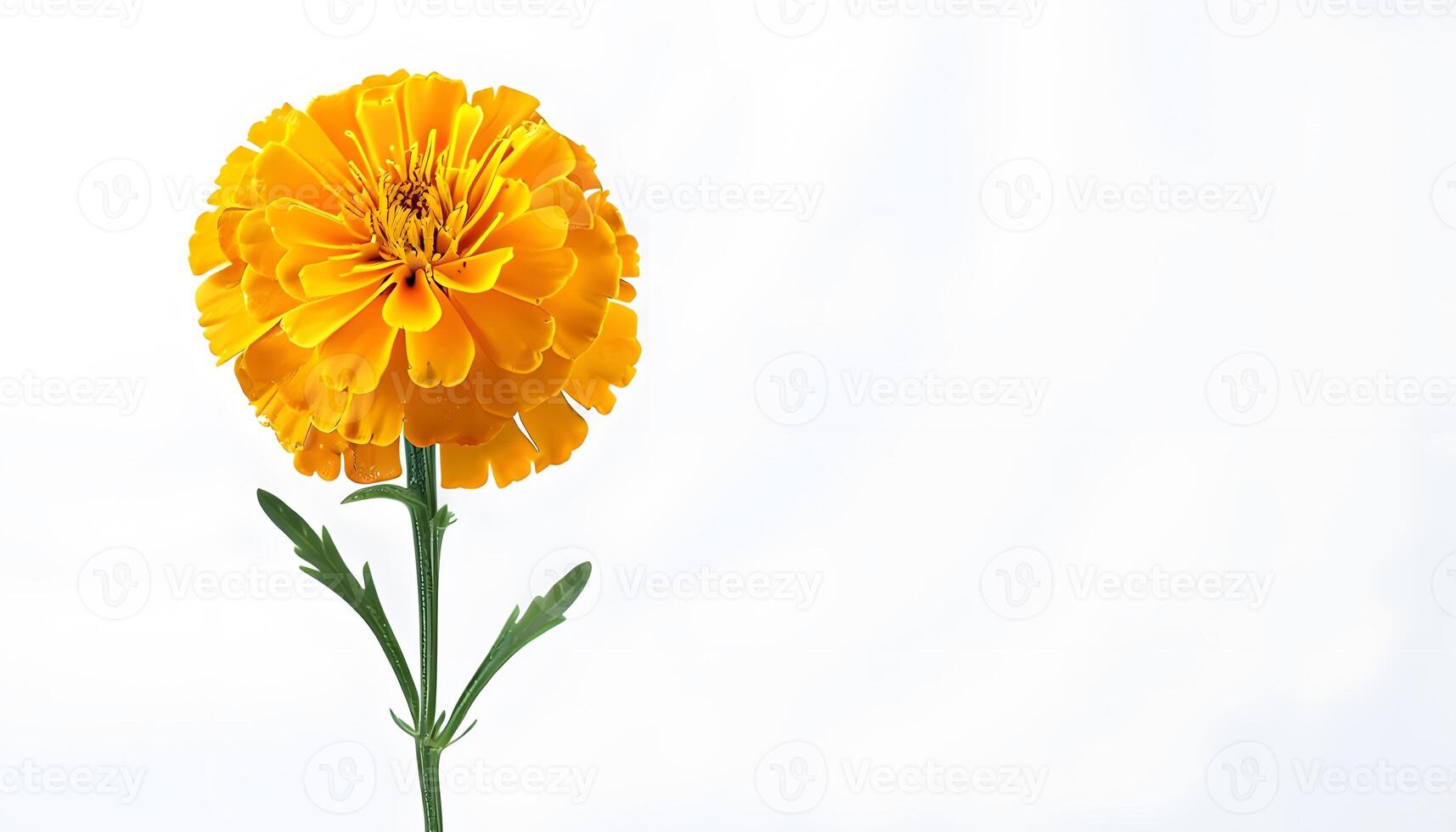 A single yellow flower is shown in front of a white background photo