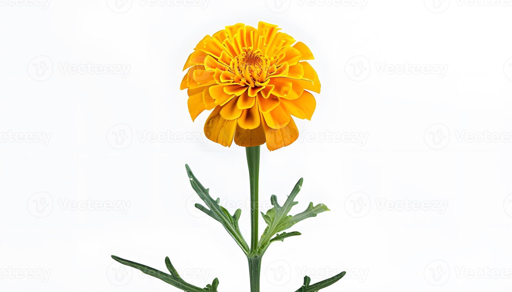 A yellow flower in a vase photo