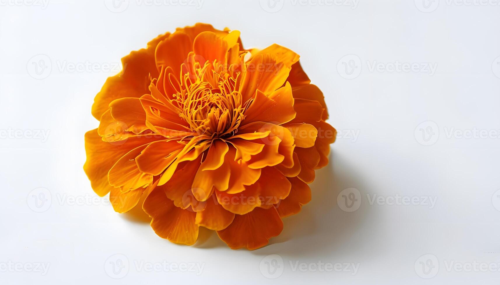 An orange flower is shown on a white background photo