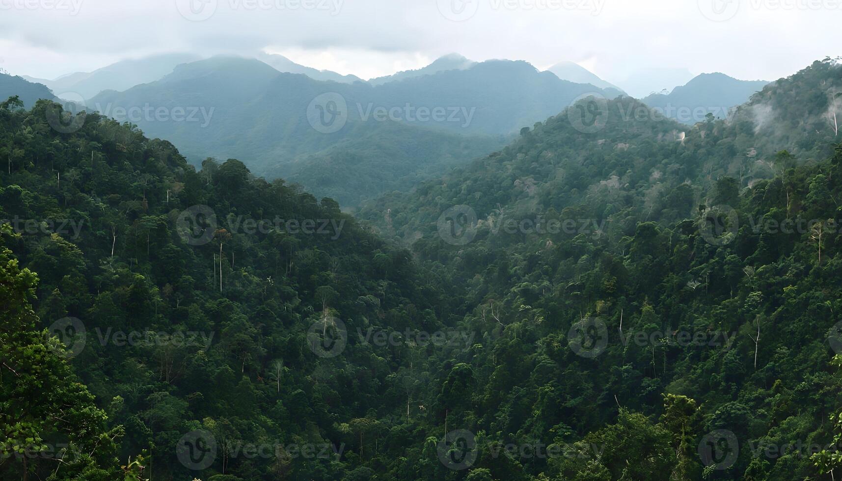 A view of a forested area with a large tree photo