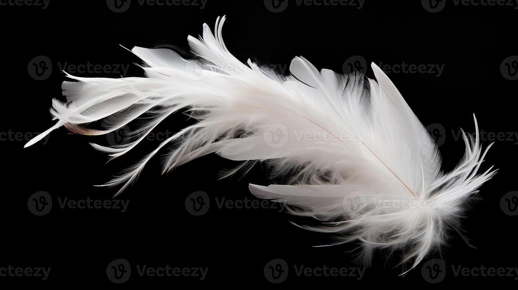 floating white feathers black background photo