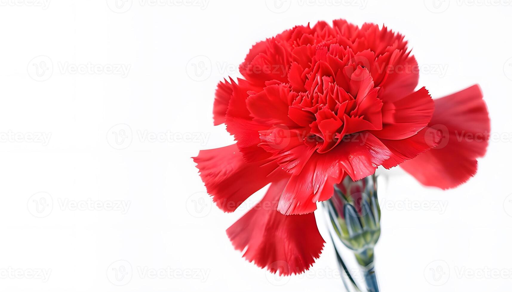 A red carnation flower photo