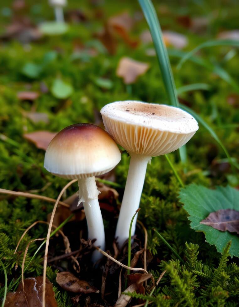 Two mushrooms are standing on the ground photo
