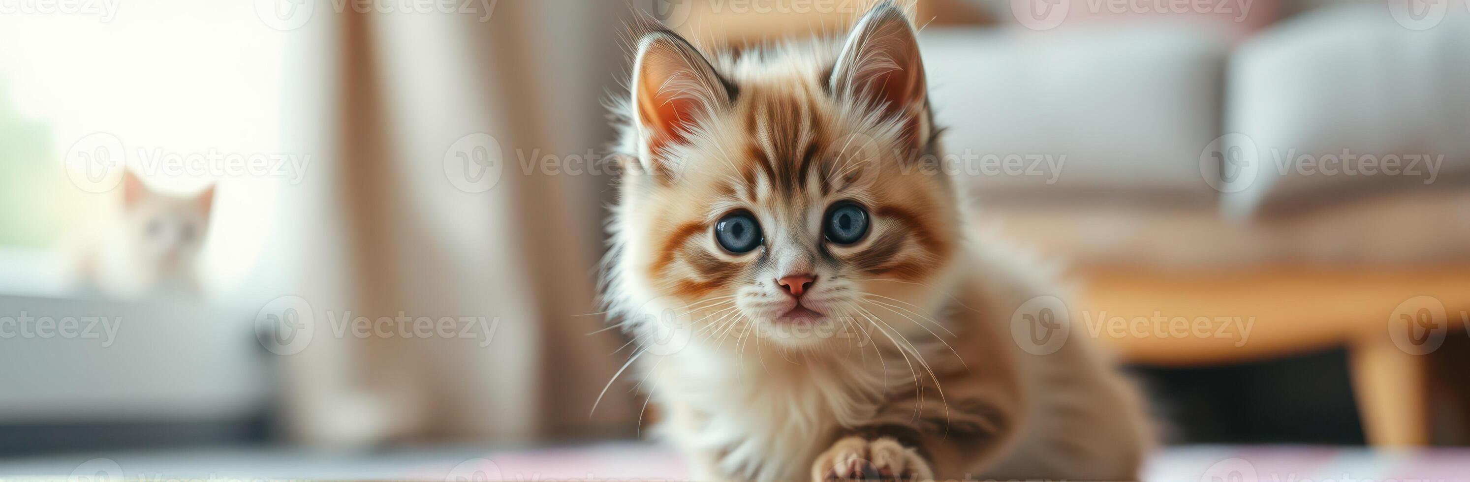 Playful kittens exploring a cozy indoor space in the afternoon light photo