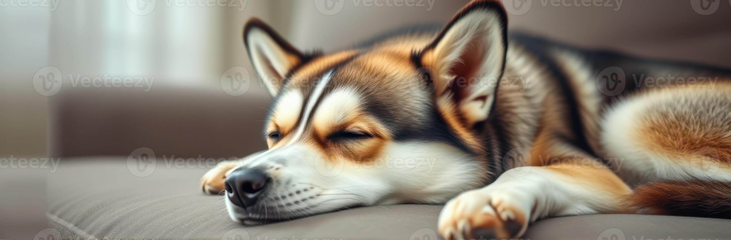 Relaxing dog enjoys a cozy afternoon on the sofa in a bright living room photo