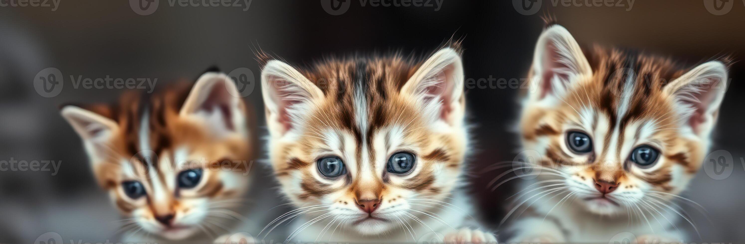 Three playful kittens looking curiously at their surroundings in a cozy indoor setting photo