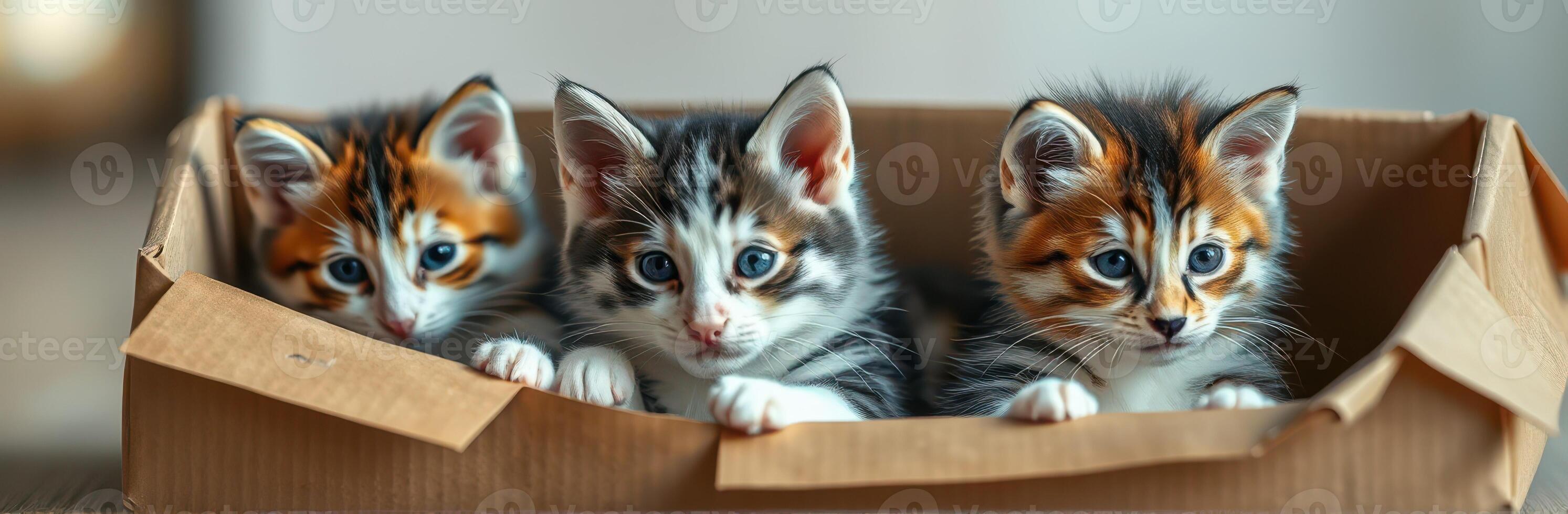 Three playful kittens explore a cardboard box in a cozy indoor setting during daylight hours photo