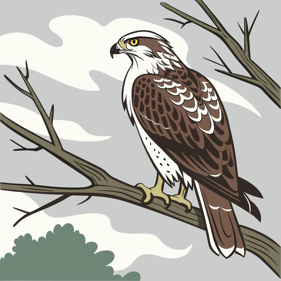 The illustration of hawk bird vector