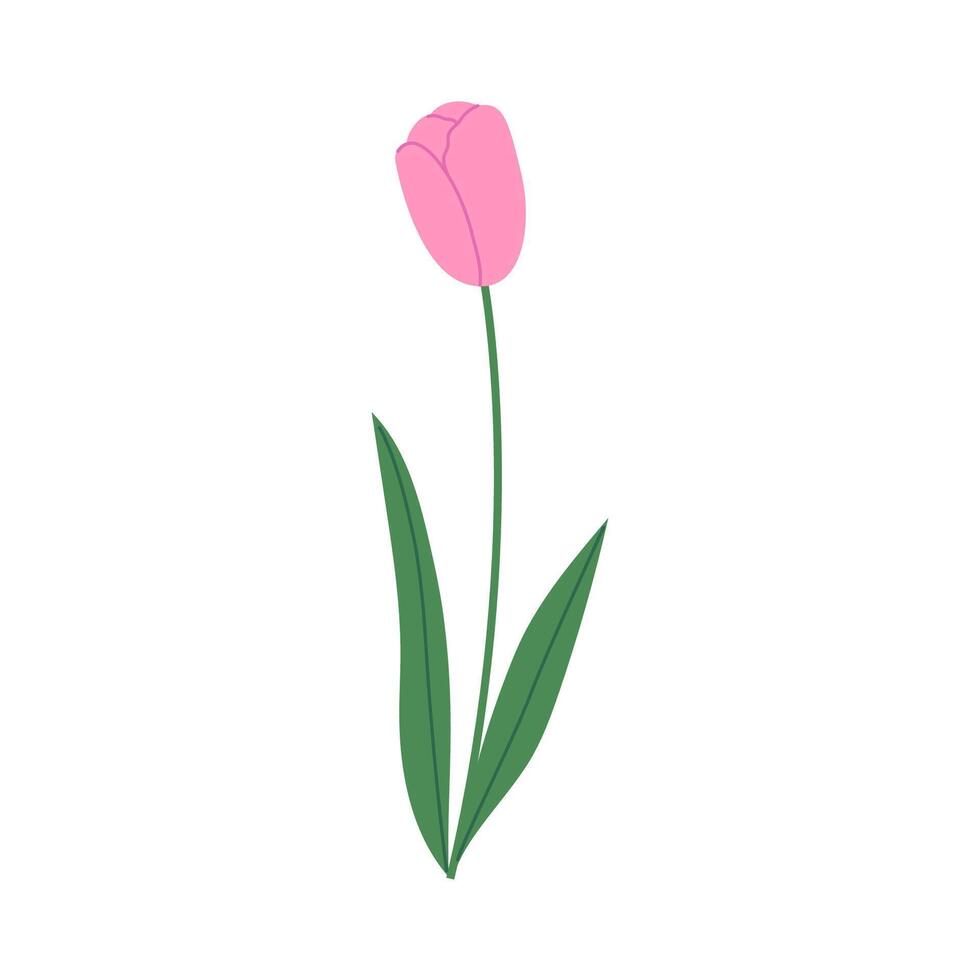 Pink tulip with green leaves isolated on white background. Hand drawn illustration. vector