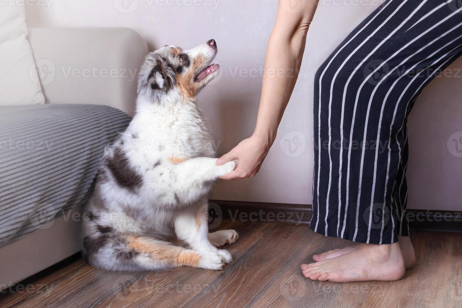 Aussie Australian Shepherd puppy in blue marble color gives the paw to the woman. A dog's paw in a man's hand. Pet at home looks at the owner close up photo