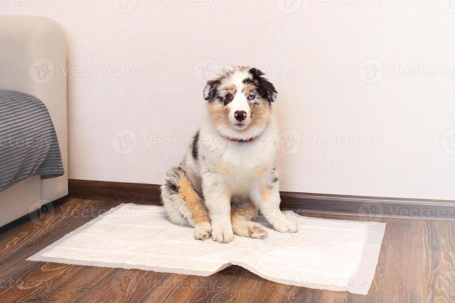 Aussie Australian Shepherd puppy sits on a clean diaper spread on the floor and looks at the camera. Teaching the dog to clean the toilet. Puppy toilet trai photo