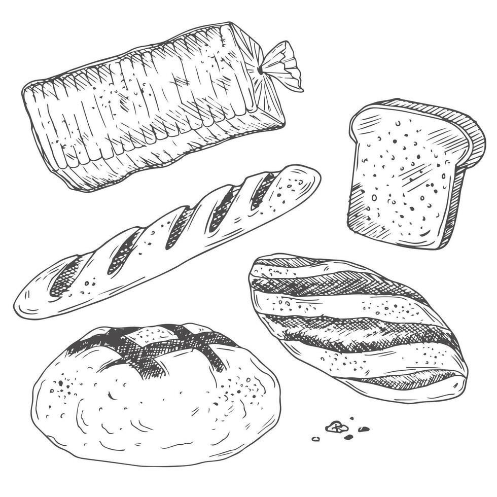 Bread and bakery sketch icons baked loaf, rye and wheat bread, croissants and pretzel. Braided buns and french baguette, rolling pin, toque and scoop engraving retro bakery shop assortment vector