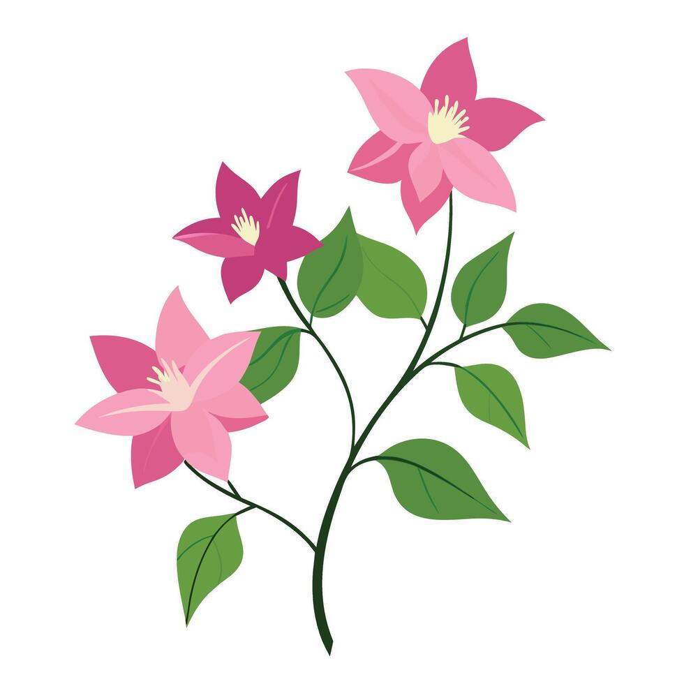Clematis flower illustration vector