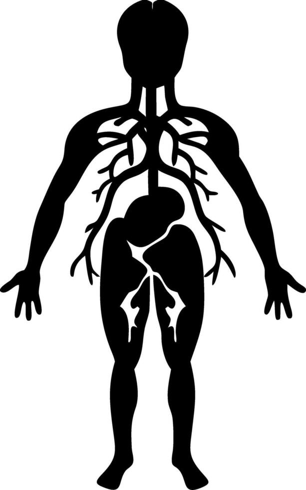 Human Anatomy Silhouette with Circulatory System Illustration vector