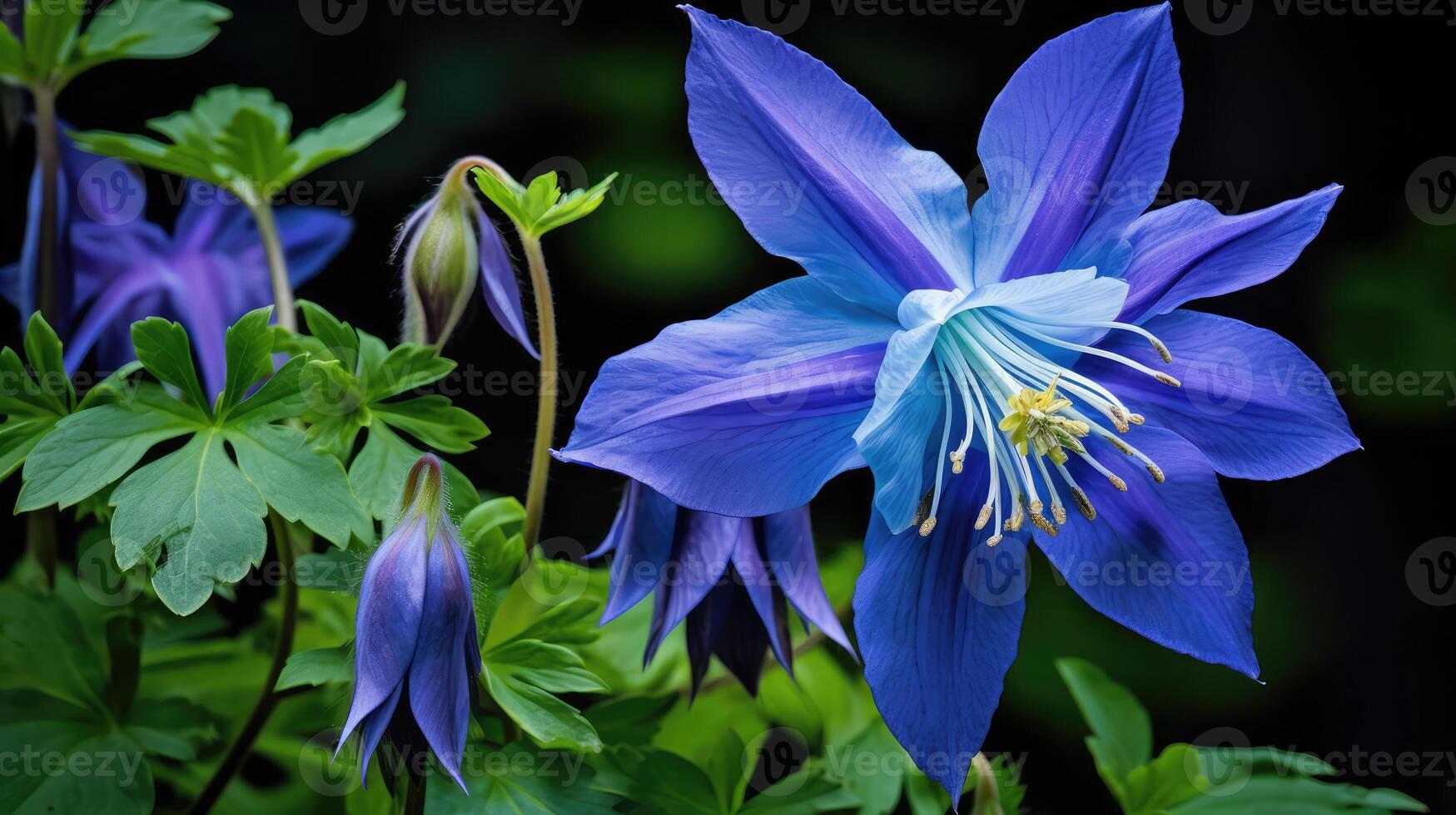 foliage blue columbine photo