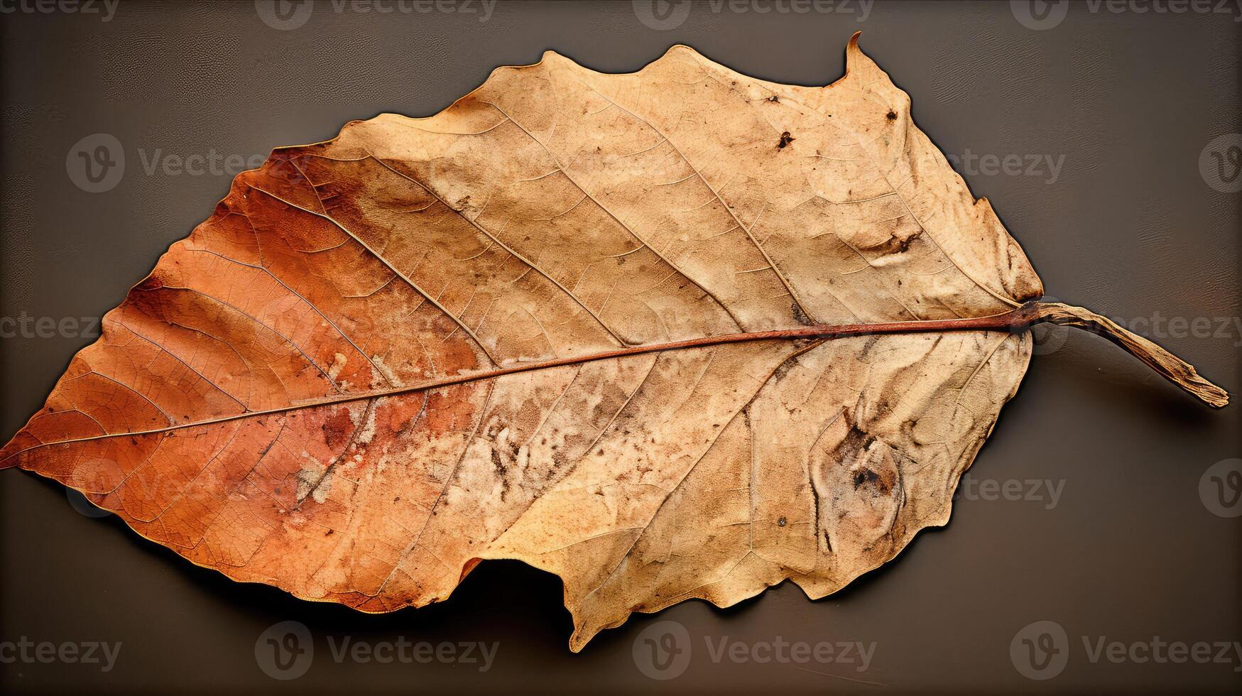 discoloration distressed leaf photo