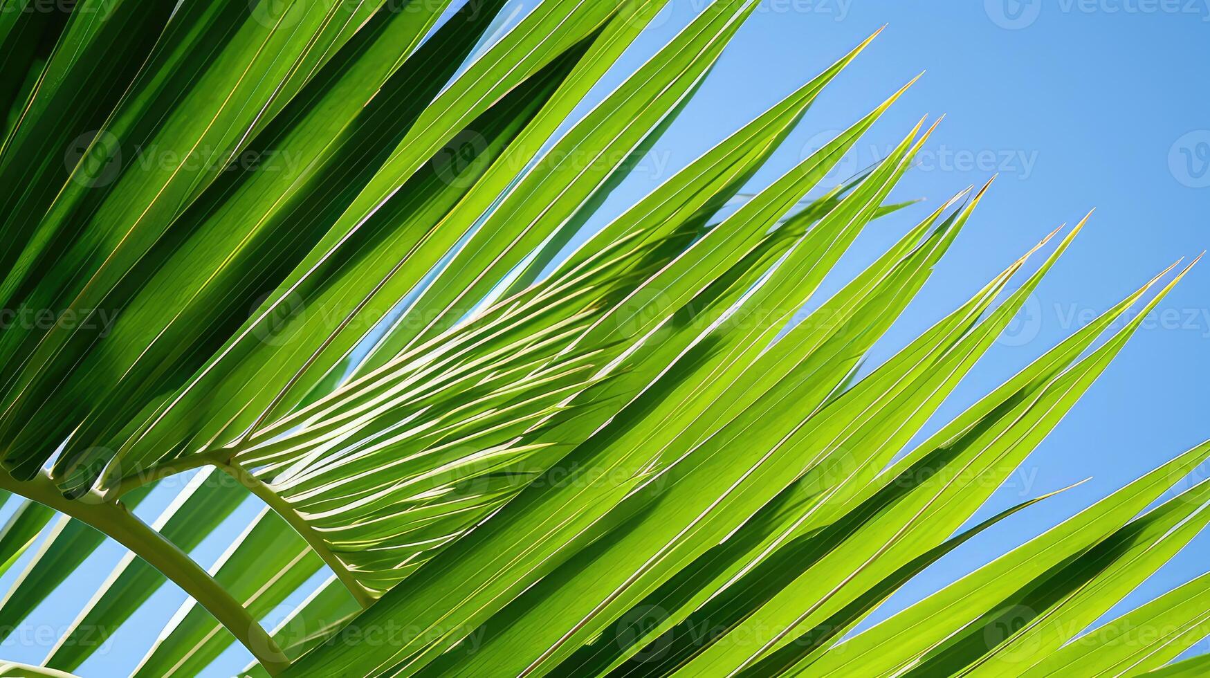 close palm leaves pattern photo