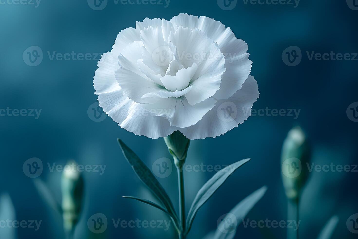 Elegant White Carnation Bloom with Buds on Blue Background for Floral Design and Decor photo