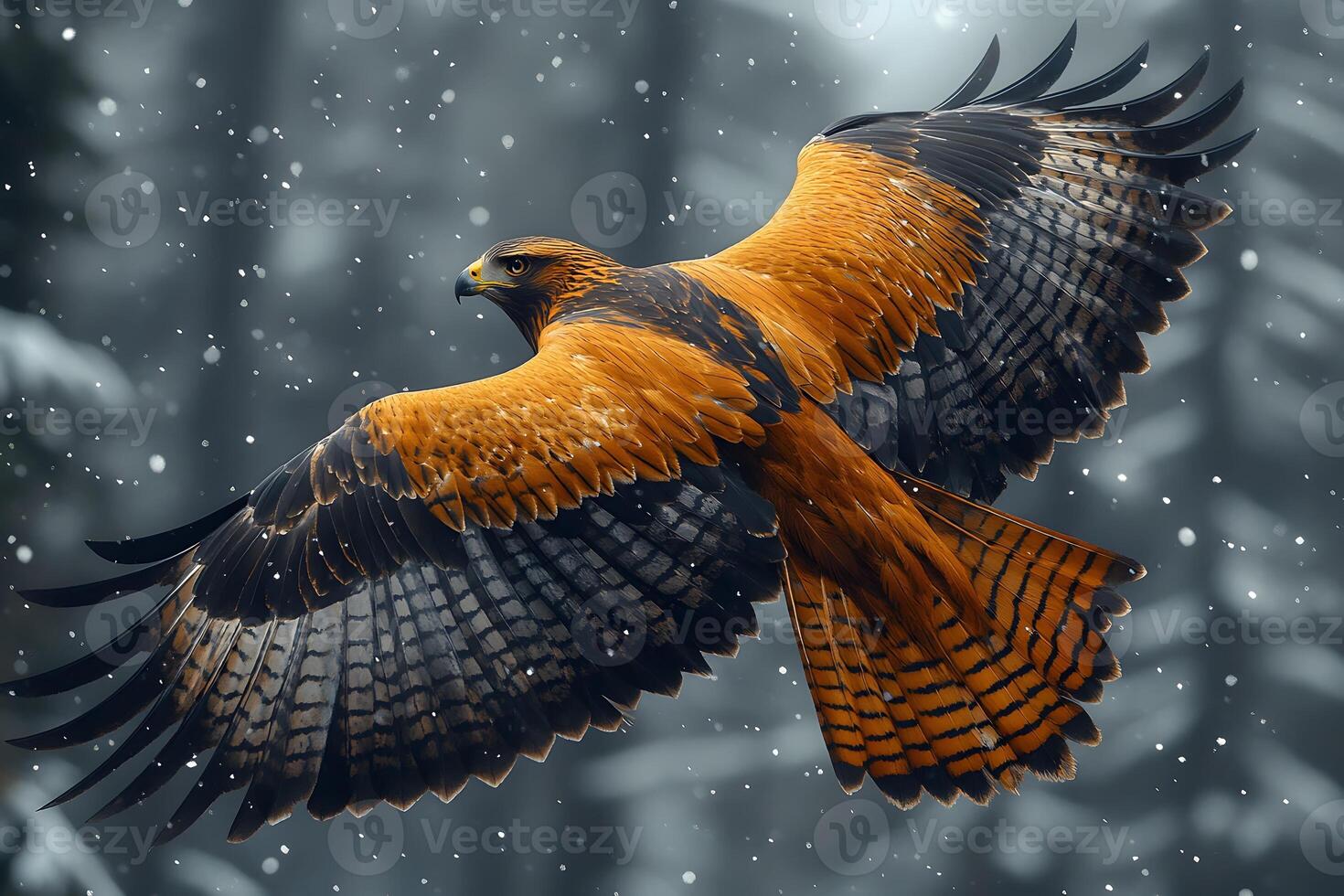 Majestic Golden Eagle in Flight Over Snowy Landscape - Wildlife Photography photo