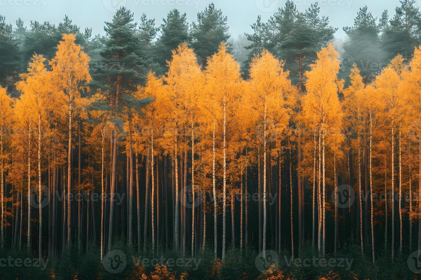 Autumn Forest Serenity Vibrant Yellow Trees against Misty Pines for Nature Prints photo