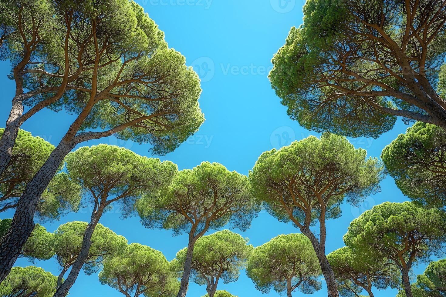 Tranquil Forest Canopy Against a Clear Blue Sky - Nature Landscape for Posters and Prints photo