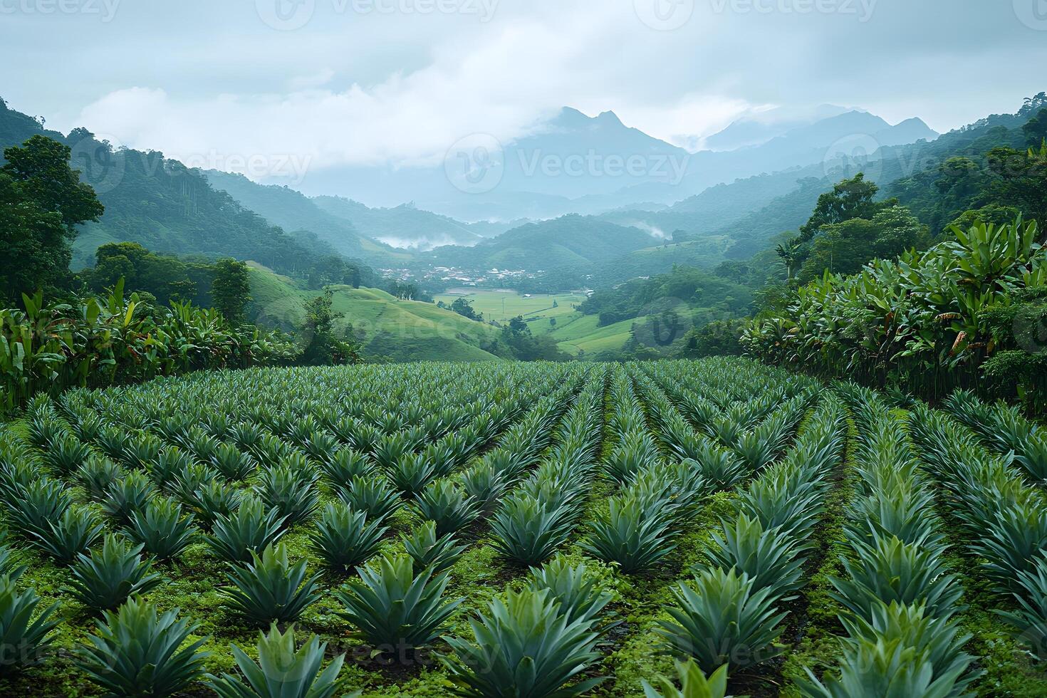 Lush Tropical Fields with Misty Mountains in a Serene Landscape photo