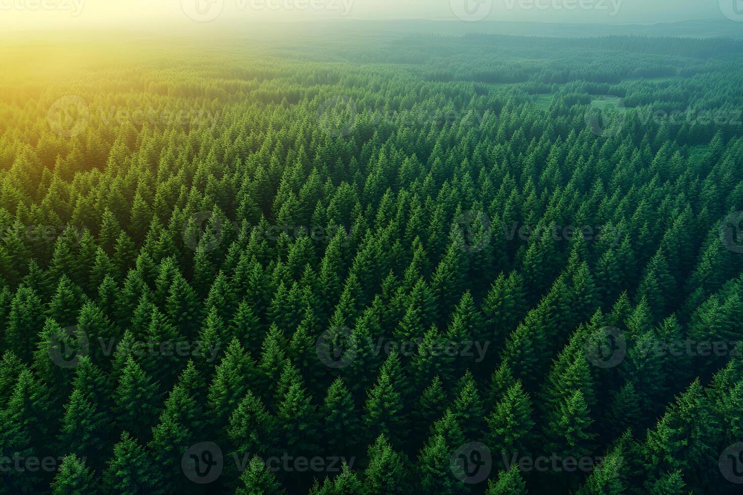 Expansive Evergreen Forest at Sunrise - Nature and Environmental Beauty for Posters and Prints photo