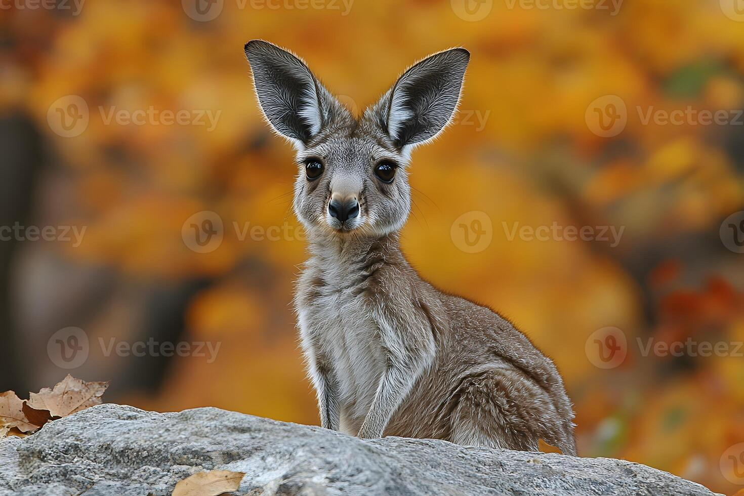Adorable Kangaroo Joey in Autumn Woodland - Nature Photography for Posters photo