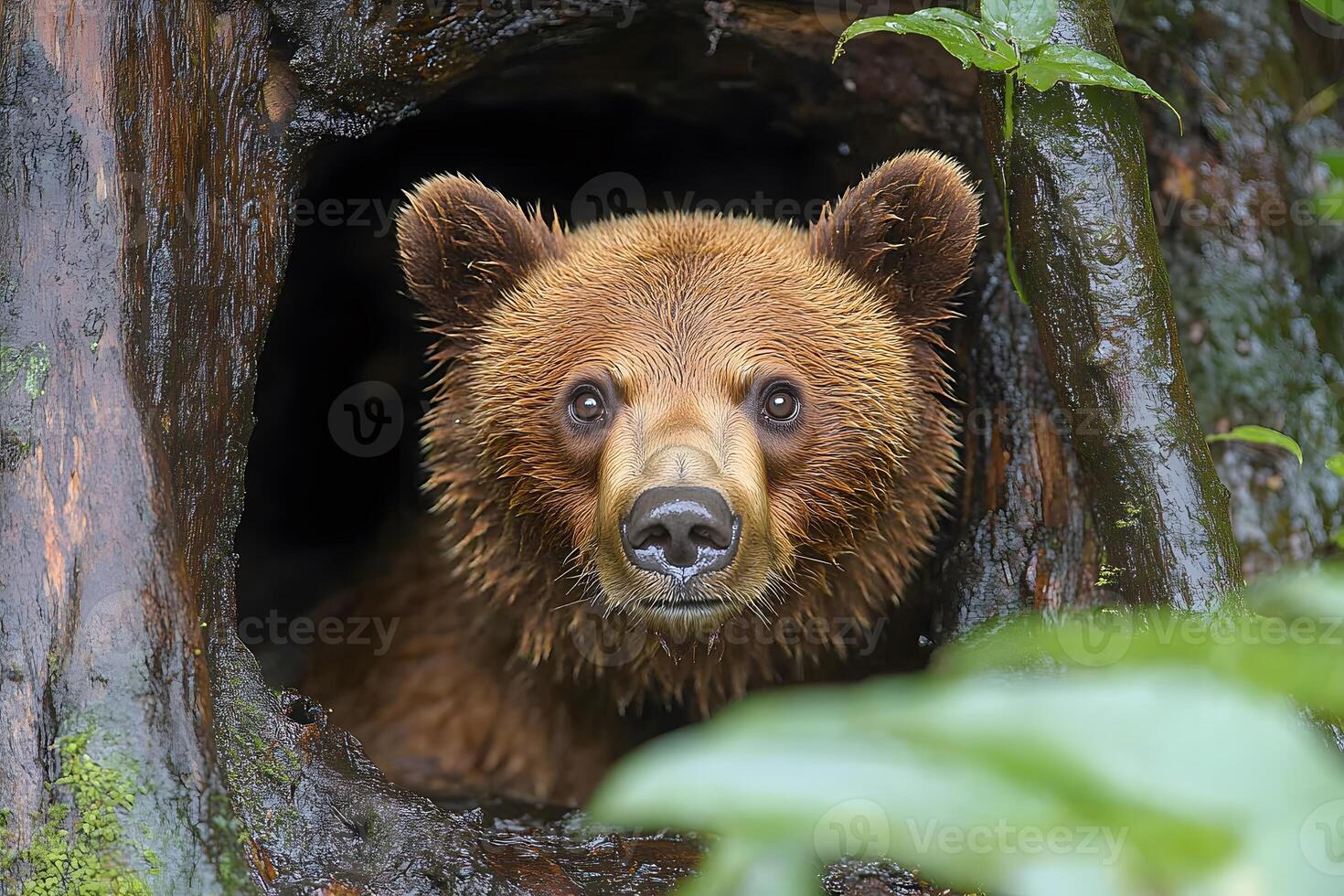 Curious Brown Bear Peering from Forest Hollow Wildlife Photography for Nature Lovers photo