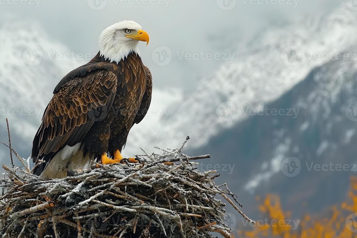 Majestic Eagle in Snowy Mountain Nest - Nature and Wildlife Photography photo