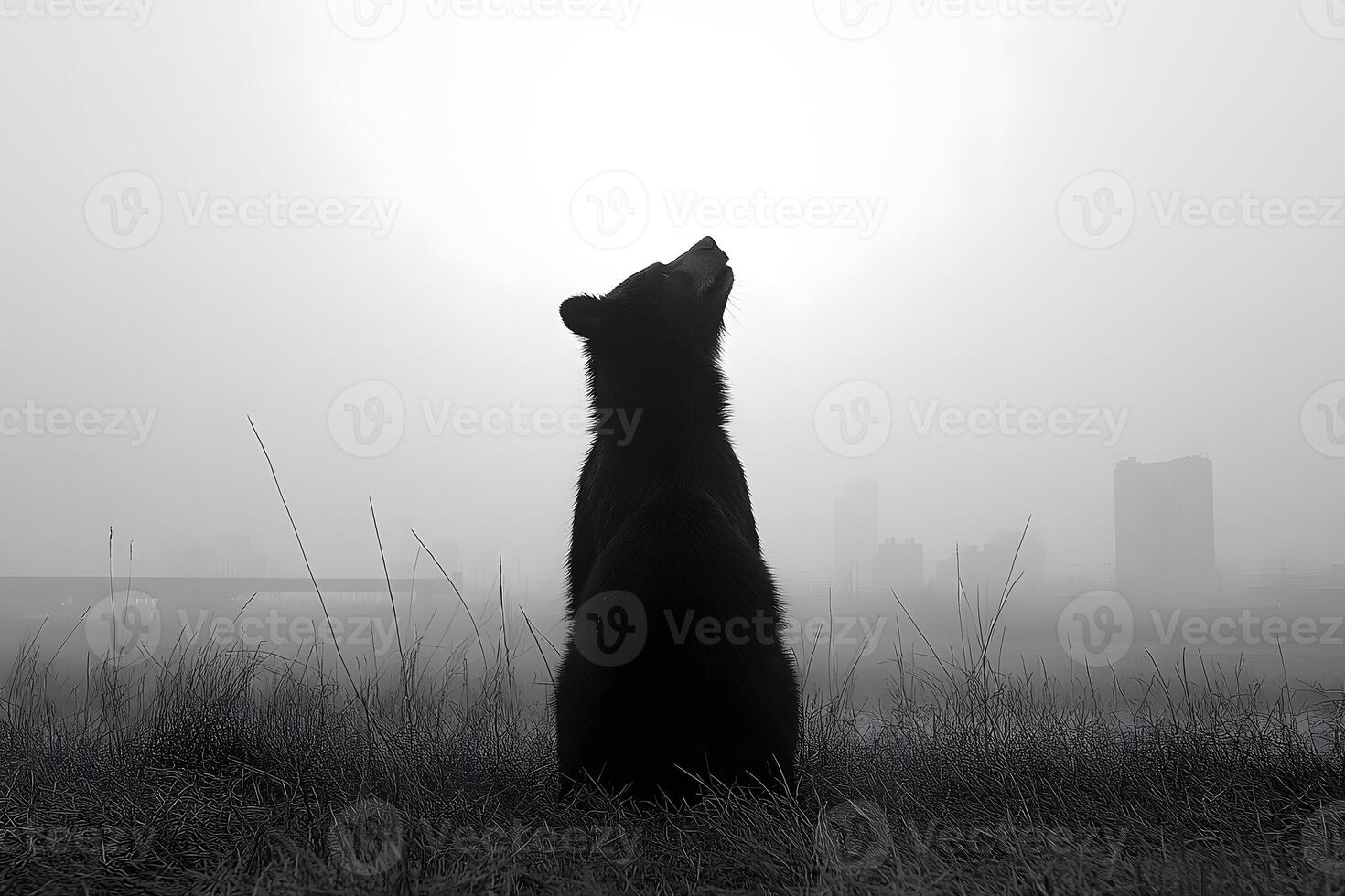 Solitary Bear Silhouette in Foggy Urban Landscape for Wildlife and Nature Designs photo