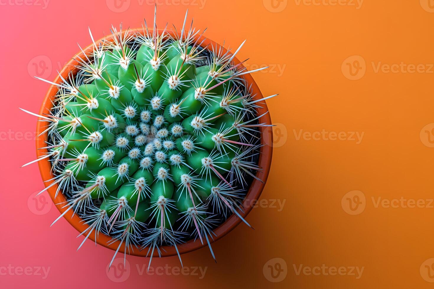 Vibrant Cactus on Colorful Gradient Background - Perfect for Modern Decor photo