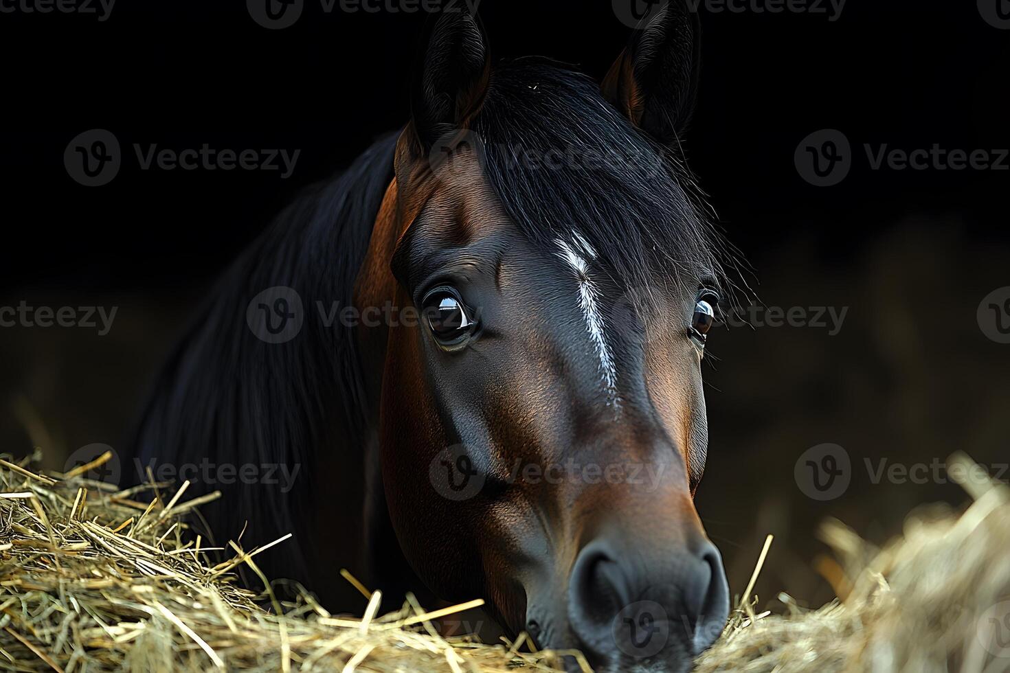 Majestic Horse Portrait in Stable Setting with Hay photo