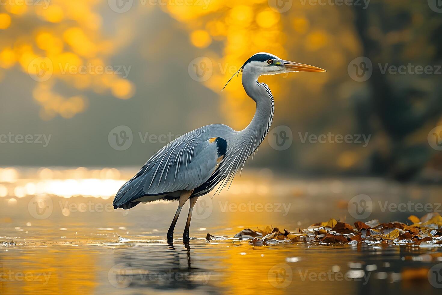 Majestic Heron in Autumn Reflections - Nature Photography for Wall Art photo