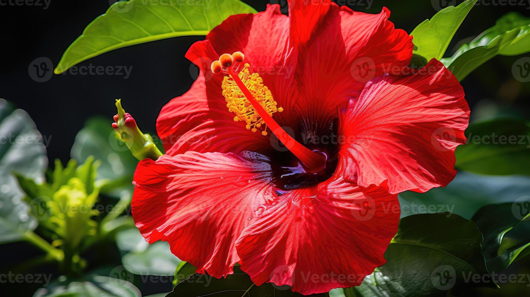 vibrant red hibiscus flower photo