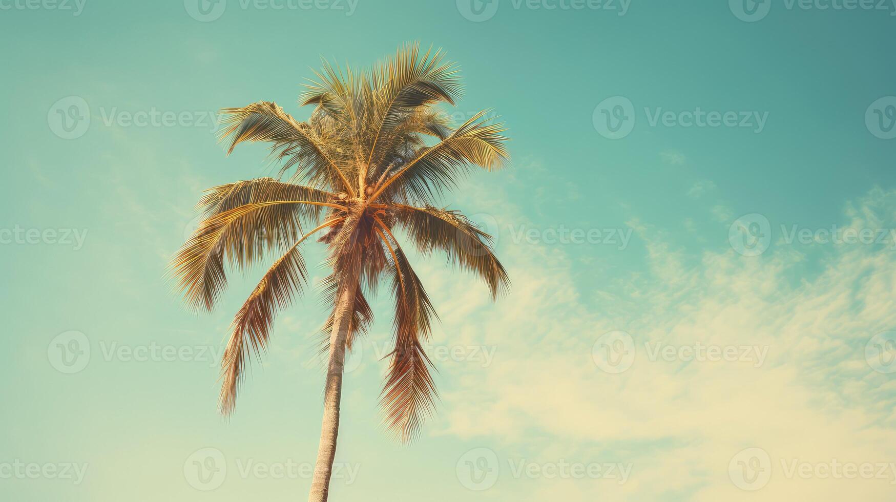 tropical vintage palm tree photo