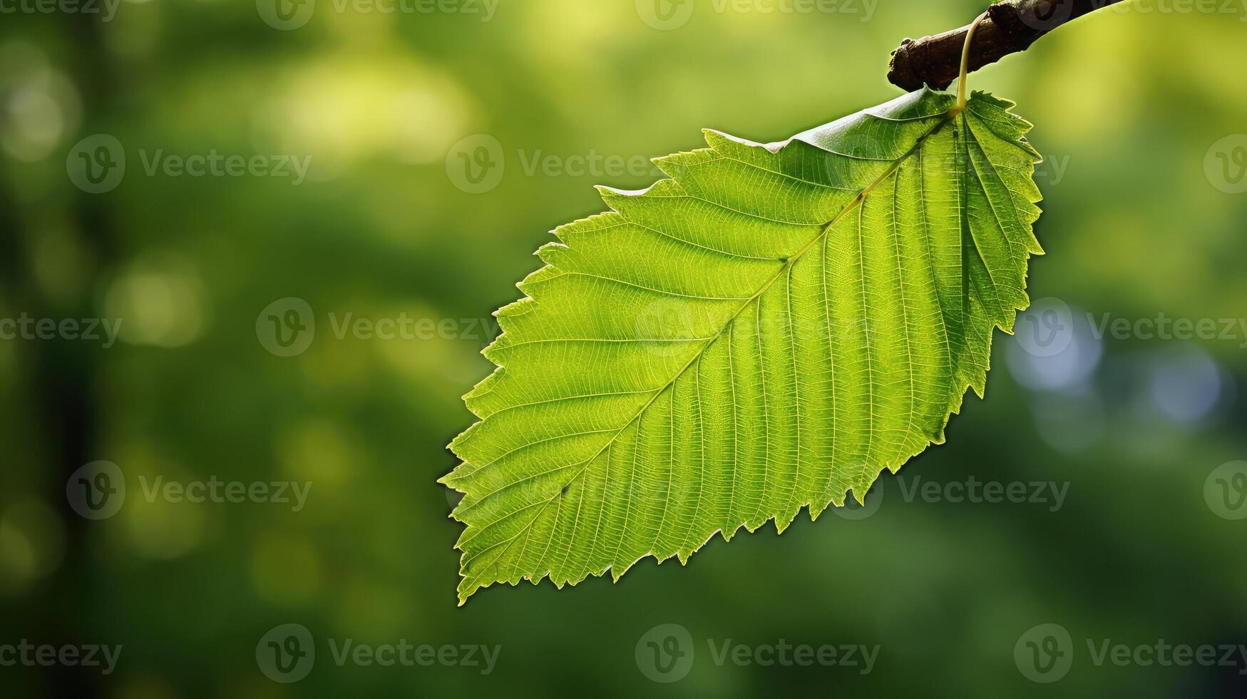 fall elm tree leaf photo