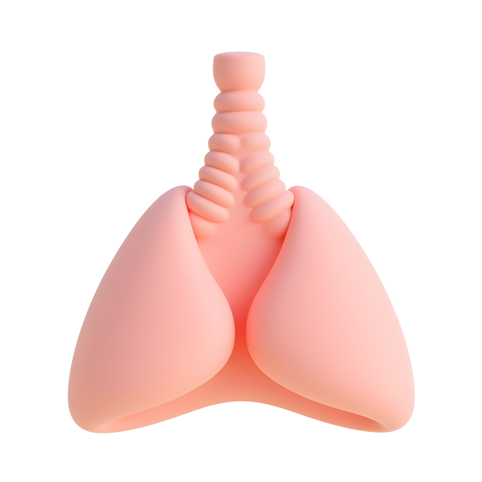 3D Cartoon Lungs Model Medical Illustration png