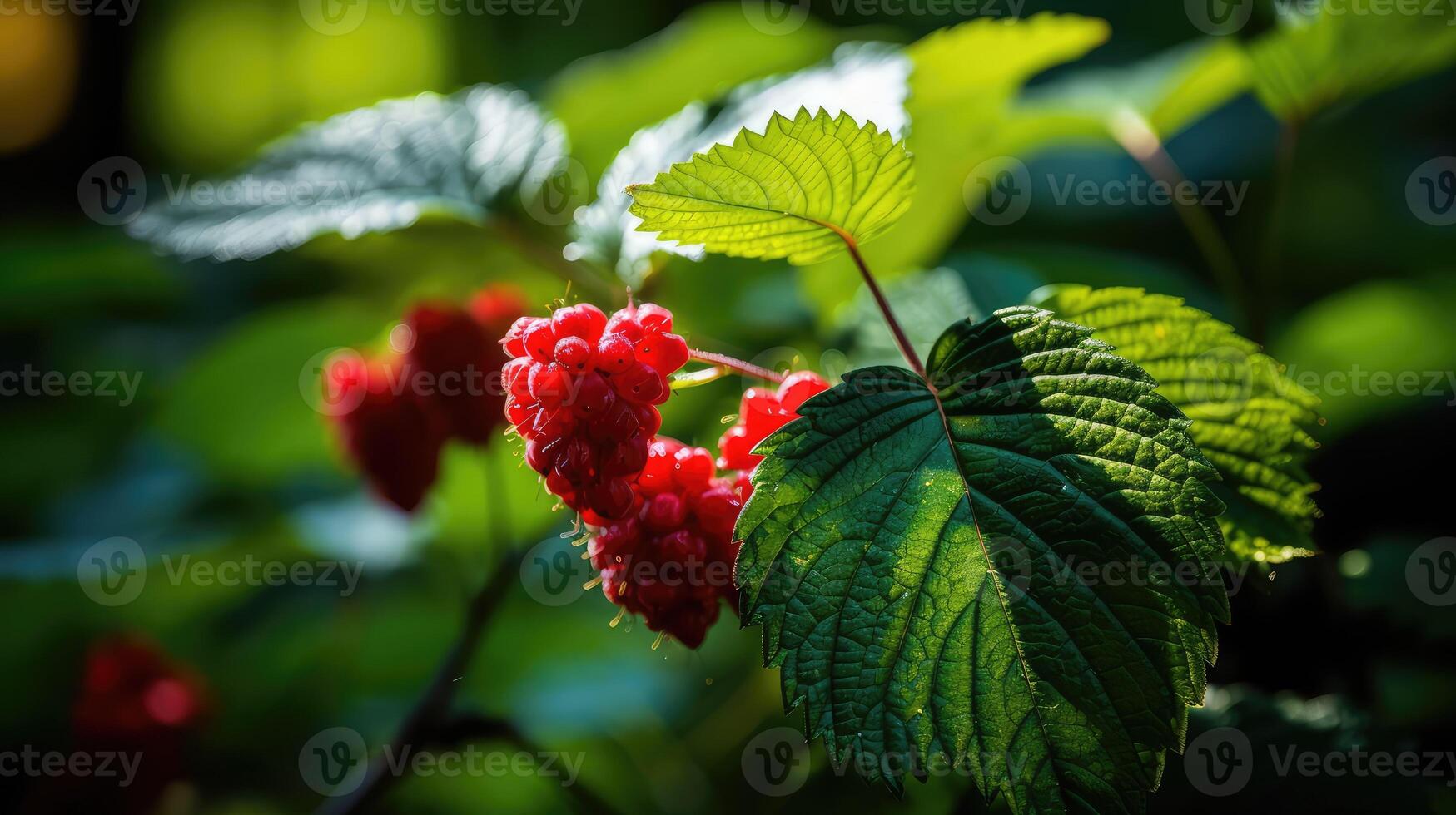 leaves red raspberry leaf photo