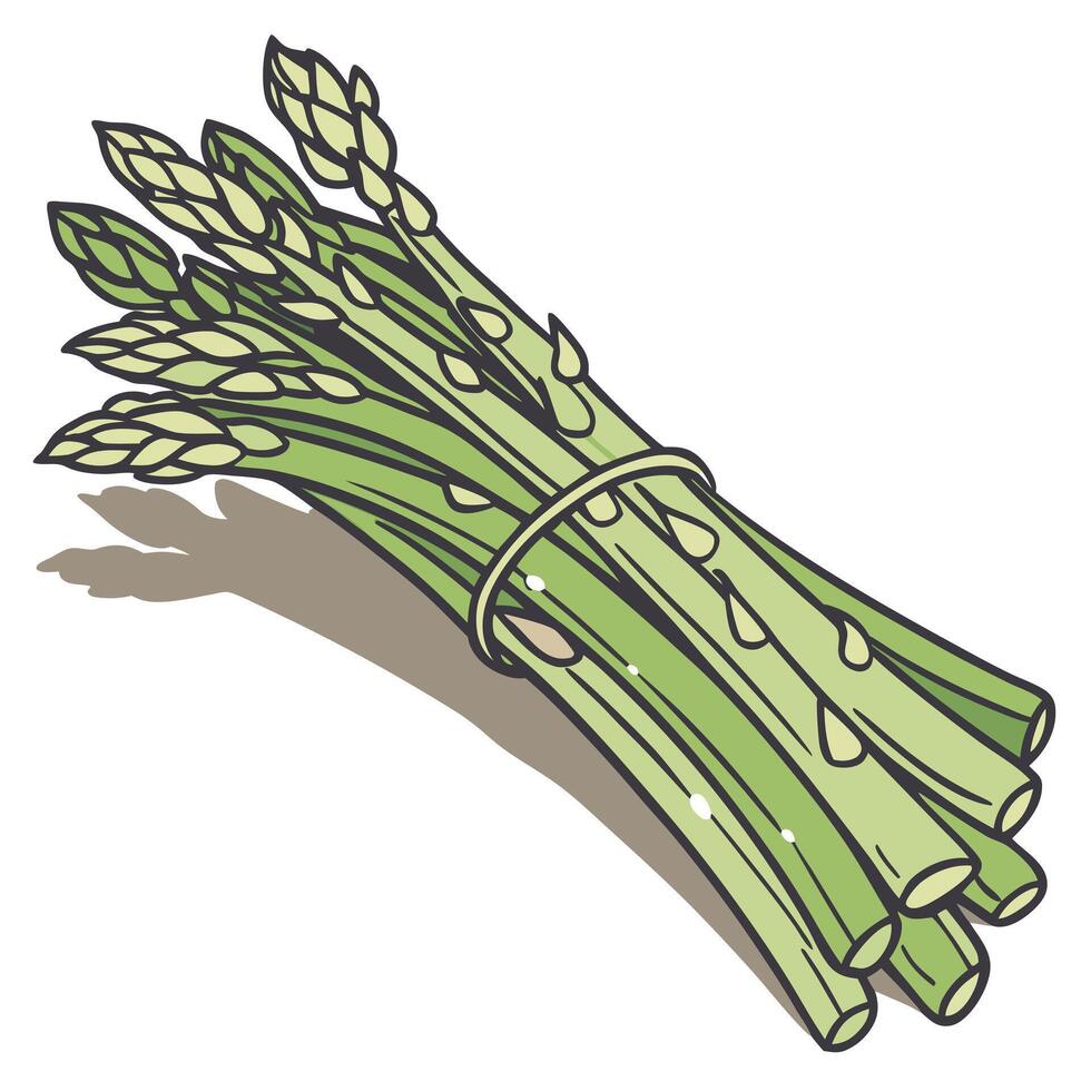 Asparagus clip art vector